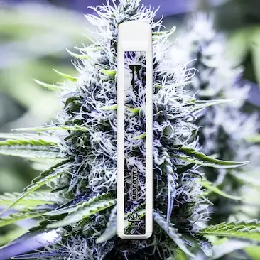 Cake Cryo Cured Resin disposable 1G - device close-up