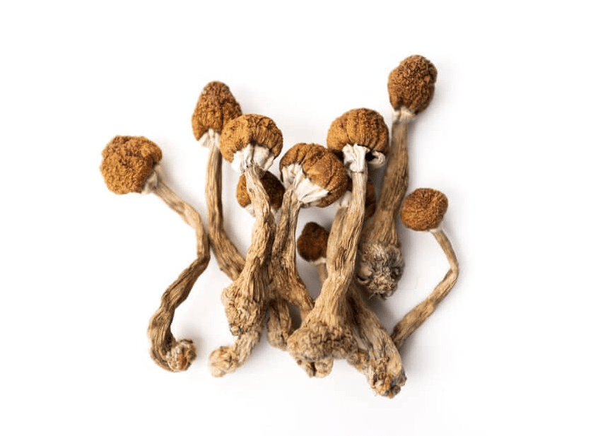 How to Dry Magic Mushrooms?