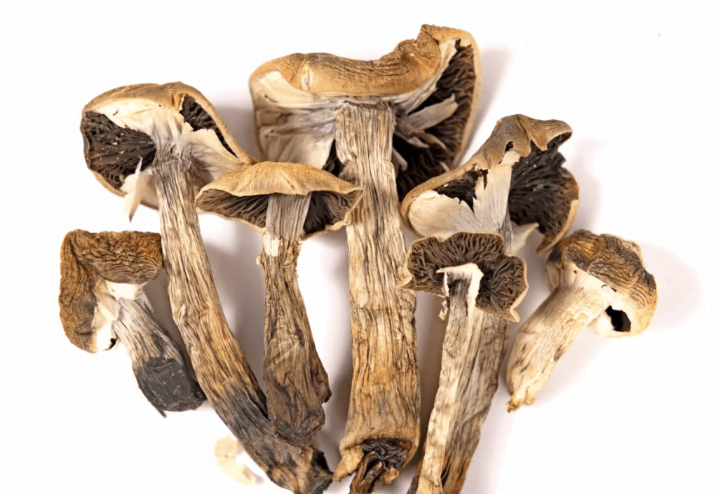 How to Dry Magic Mushrooms?