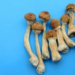 How to Dry Magic Mushrooms?