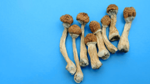 How to Dry Magic Mushrooms?