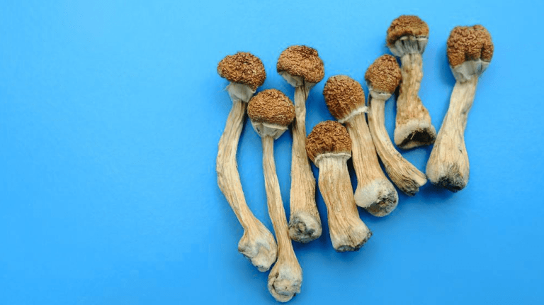 How to Dry Magic Mushrooms?