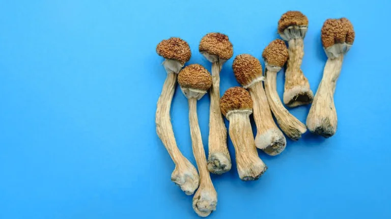 How to Dry Magic Mushrooms?