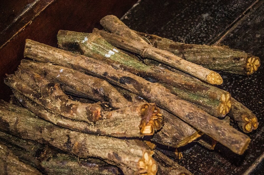 Taglia sezioni di Banisteriopsis caapi, la pianta rampicante dell'ayahuasca, preparata per la preparazione della birra