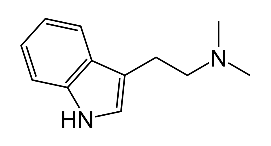 Struttura chimica della N,N-dimetiltriptamina (DMT), una triptamina correlata alla serotonina
