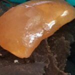 Live rosin vs live resin: amber hydrocarbon extract resting on pressed ice water hash