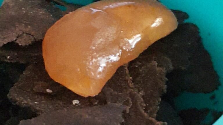 Live Rosin vs Live Resin : quels changements l'extraction sans solvant et ce que montre la recherche