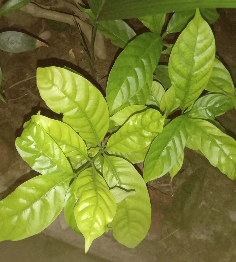 Foglie di Psychotria viridis (chacruna), una pianta contenente DMT utilizzata nell'ayahuasca